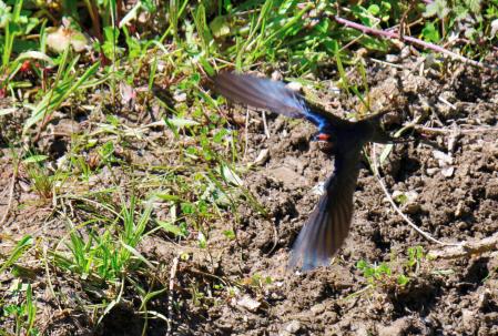 Golondrinas en el pantano de Vallvidrera.