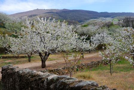 Cerezos en flor en el Valle del Jerte