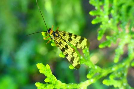 Mosca escorpión hembra.