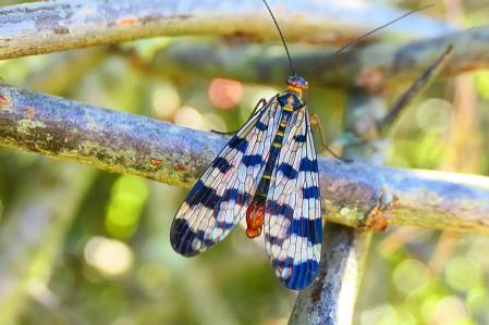 Mosca escorpión macho.