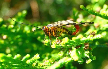 Detalle genital de la Mosca escorpión macho.
