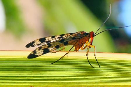 Mosca escorpión hembra.