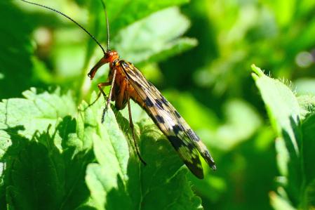Mosca escorpión hembra.