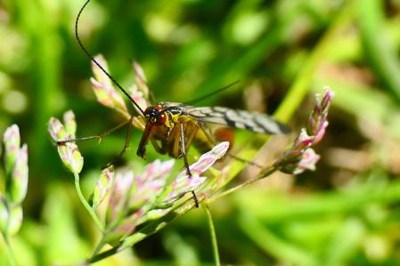 Mosca escorpión hembra.