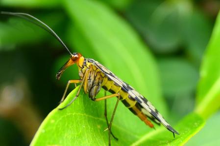 Detalle de la mosca escorpión hembra.