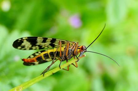 Mosca escorpión hembra, en el jardín.