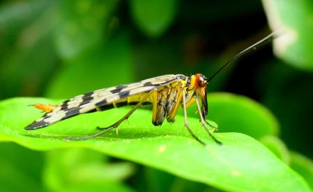 Mosca escorpión hembra, en el jardín.
