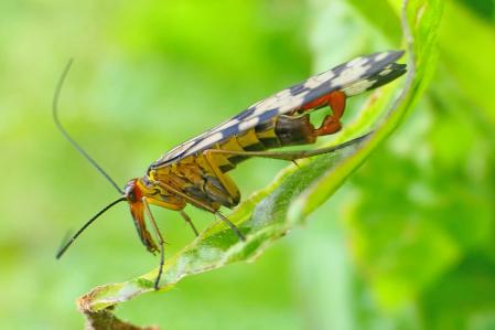 Macho de la mosca escorpión.