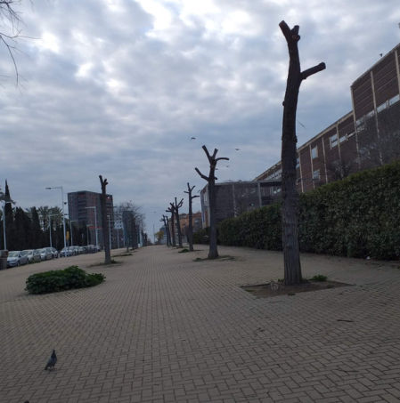 Tala drástica de árboles en la calle Padilla.