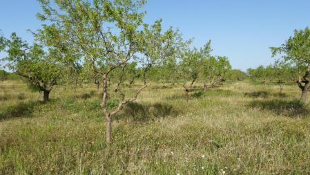 Reto visual: ¿Cuántas amapolas eres capaz de ver en este campo de almendros?