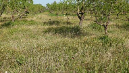 La solución al Reto visual de las amapolas.