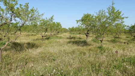 Solución al Reto visual de las amapolas, que aparecen señalizadas.