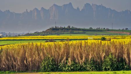Primavera amarilla con Montserrat de telón de fondo.