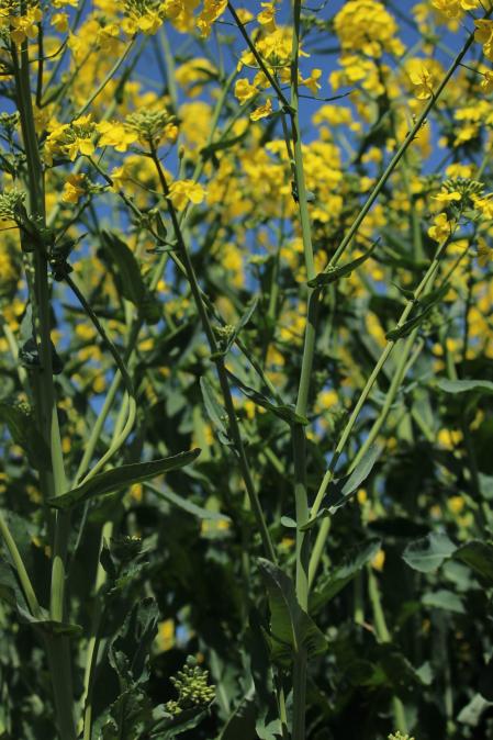 Campo de colza en los alrededores de Manresa.