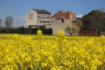Campo de colza en los alrededores de Manresa.