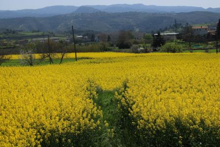 Campo de colza en los alrededores de Manresa.