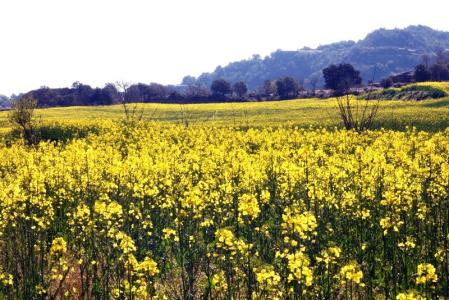 Campo de colza en el Berguedà.
