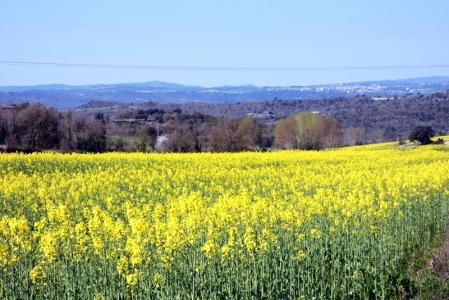 Campo de colza en el Berguedà.
