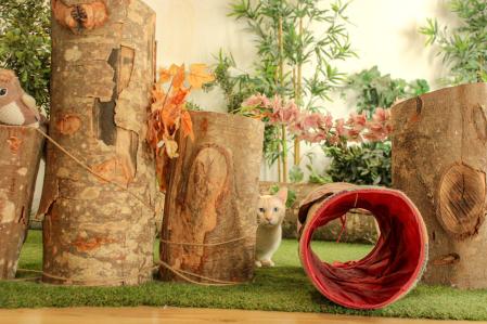 En 'Ninus Cat Café' hay alrededor de 17 y 20 gatos; cada uno de ellos espera una familia.