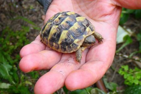 Tortuga hija pequeña.