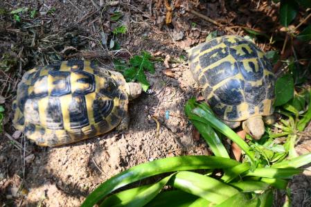 Tortuga hija y madre.