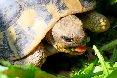 Detalle de la lengua de la tortuga madre.