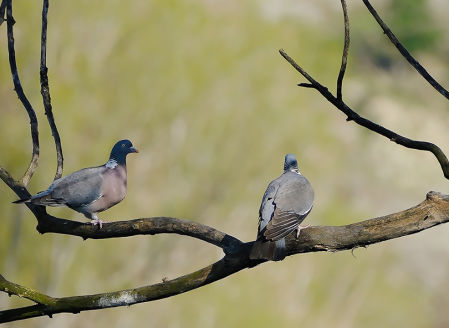 Dos ejemplares de paloma torcaz.