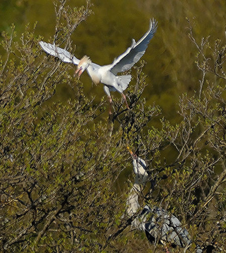 La garcilla bueyera, con las alas abiertas.