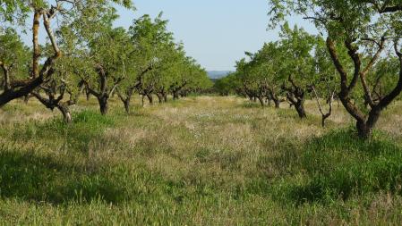 Reto visual: ¿Dónde están la amapola y el depósito de agua?