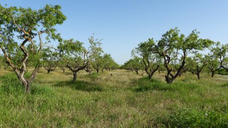 Solución al Reto visual con las posiciones de la amapola y el depósito de agua.