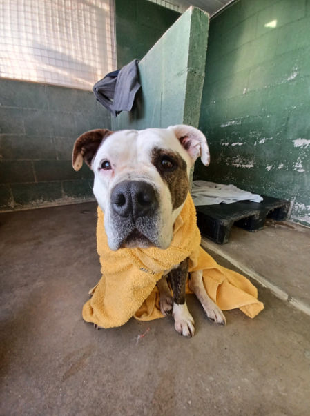 Venus no solo necesita un hogar. Se merece una vida nueva