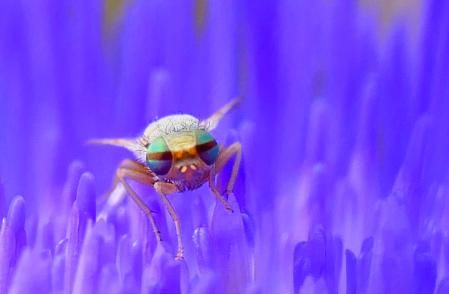 Foto titulada 'Criaturas', un ejemplo de obra que se muestra en la exposición en el Monasterio de Pedralbes.
