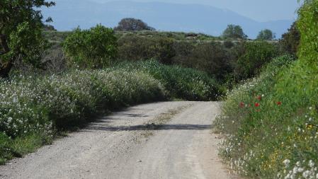 Reto visual: ¿Puedes ver una perdiz en el camino?