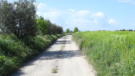 Reto visual: ¿Ves a la perdiz?