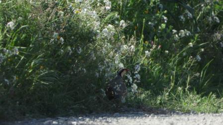 Una de las perdices rojas en una imagen.