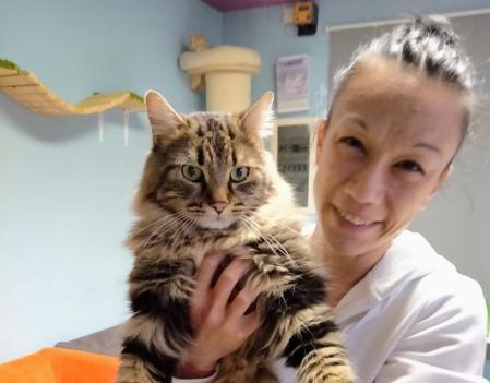 Con cada rescate, Melisa Cheung demuestra que el amor por los gatos puede cambiar vidas