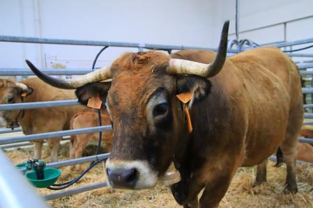 Mercat del Ram de Vic.