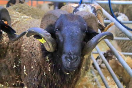 Mercat del Ram de Vic.