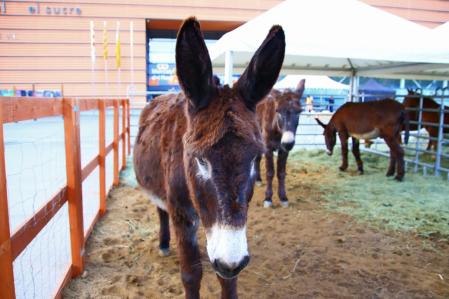 Mercat del Ram de Vic.