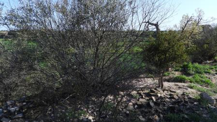 Reto visual: ¿Dónde está el conejito blanco?