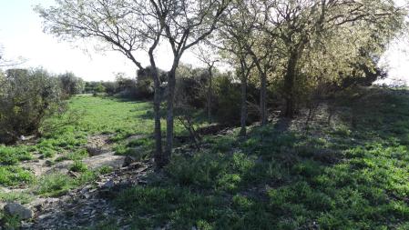 Reto visual: ¿Dónde está el conejo blanco?