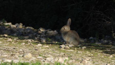 El cuarto conejo que buscamos, solo.