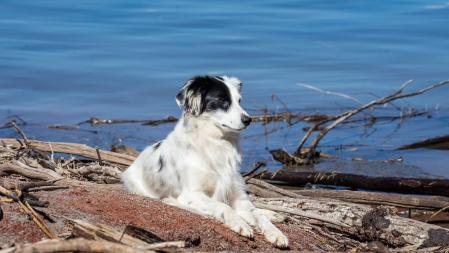 Embalse de Sau en un espléndido día de sol de primavera.