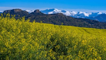 Campo de colza y nieve en los Pirineos.