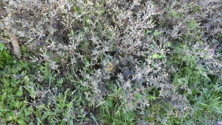 Solución al Reto visual con la posición de las hojas secas señalizada.