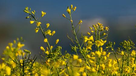 La sublime primavera, en Osona.