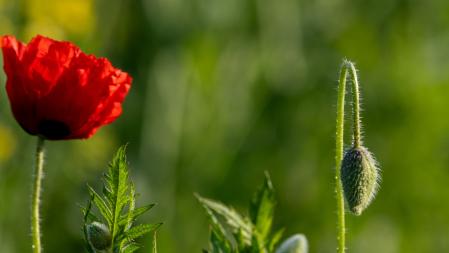 La sublime primavera, en Osona.