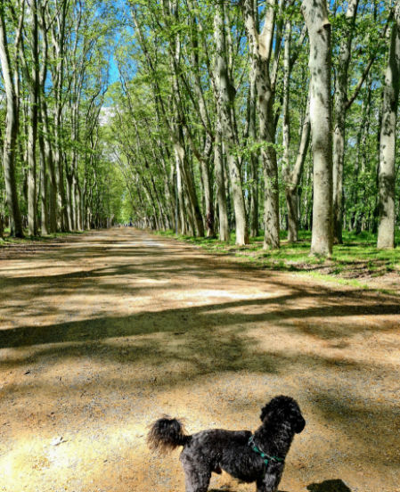 Paseo por la Devesa.