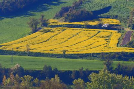 Colza en la Plana de Vic.