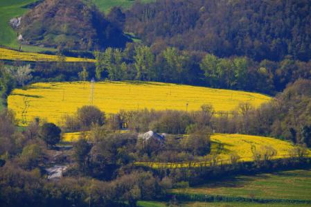 Colza en la Plana de Vic.